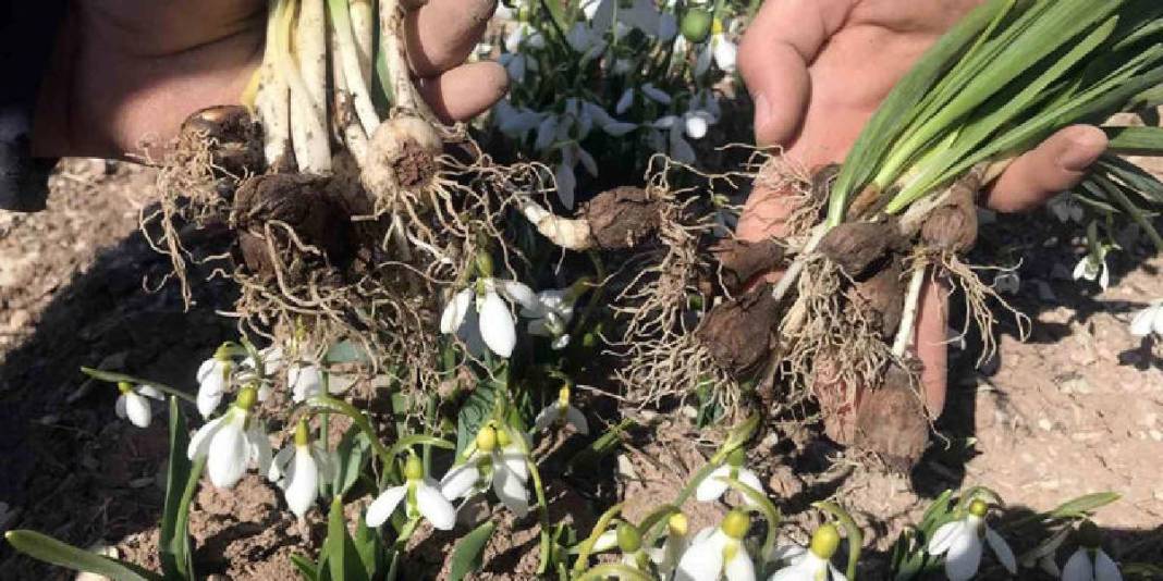 Toros Dağları’ndan Avrupa pazarına yolculuk yapıyor: Bakanlık izni dışında toplanması yasak! 8